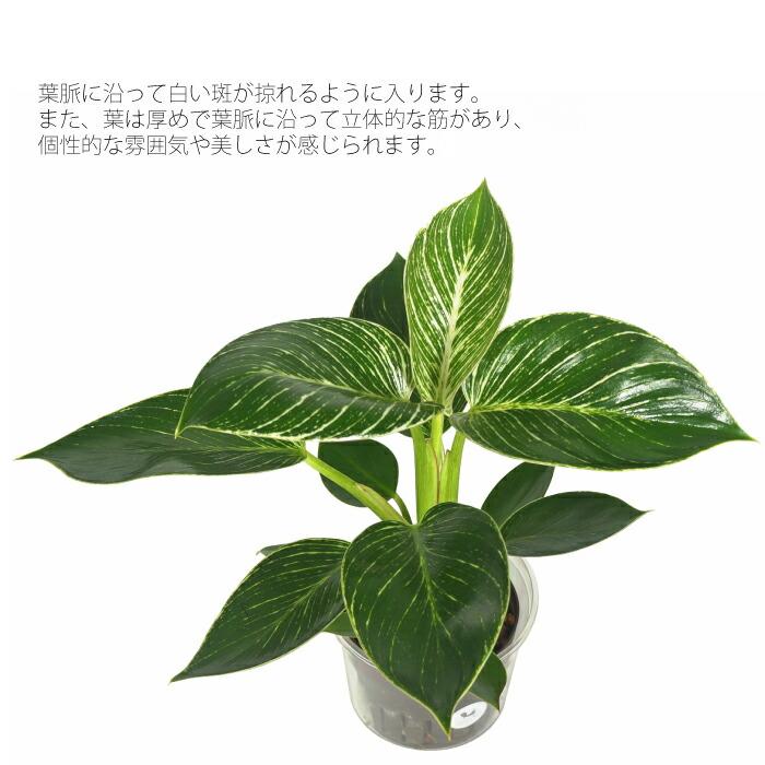 観葉植物 ハイドロカルチャー 苗 フィロデンドロン バーキン Lサイズ 9