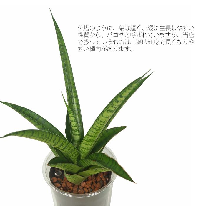 EMP サンセベリア パゴダ 仏塔 斑入り / SA358 EMP サンセベリア パゴダ 仏塔 斑入り / SA358 EMP サンセベリア