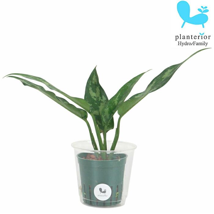 観葉植物 ハイドロカルチャー 苗 アグラオネマ マリア ｍサイズ 6パイ 2寸 Pghe M06 002 タノシミドリ Yahoo 店 通販 Yahoo ショッピング