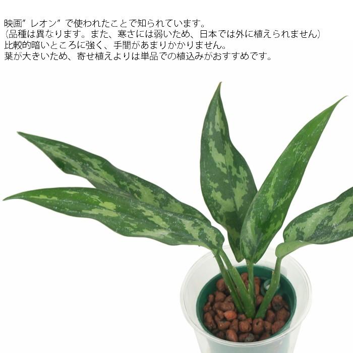 観葉植物 ハイドロカルチャー 苗 アグラオネマ マリア ｍサイズ 6パイ 2寸 Pghe M06 002 タノシミドリ Yahoo 店 通販 Yahoo ショッピング