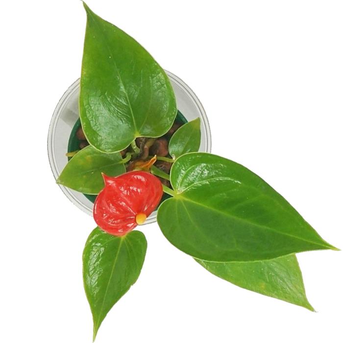 安い 激安 プチプラ 高品質 観葉植物 ハイドロカルチャー 苗 アンスリウム ｍサイズ 6パイ 2寸 Wantannas Go Id