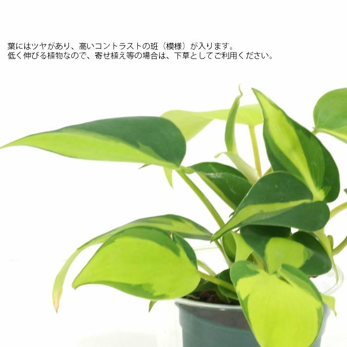 観葉植物 ハイドロカルチャー 苗 オキシカルディウム ブラジル Mサイズ 6パイ 2寸 :PGHE-M06-015:タノシミドリ Yahoo!店 - 通販 - Yahoo!ショッピング