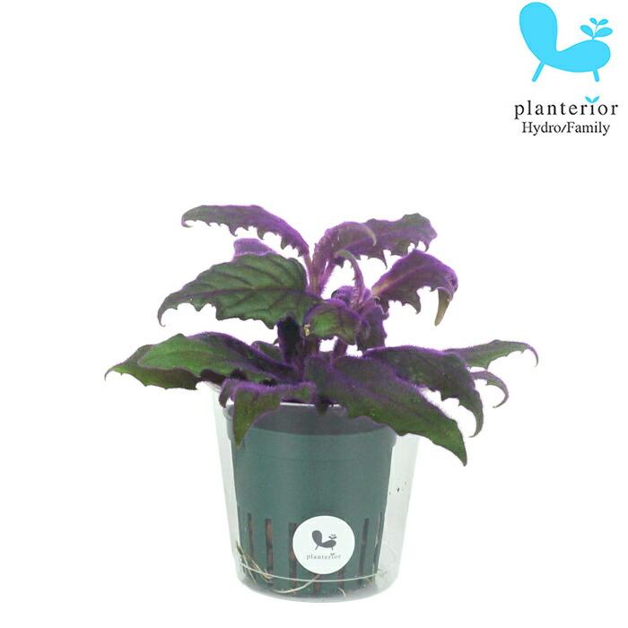 観葉植物 ハイドロカルチャー 苗 ギヌラ ｍサイズ 6パイ 2寸 Pghe M06 0 タノシミドリ Yahoo 店 通販 Yahoo ショッピング