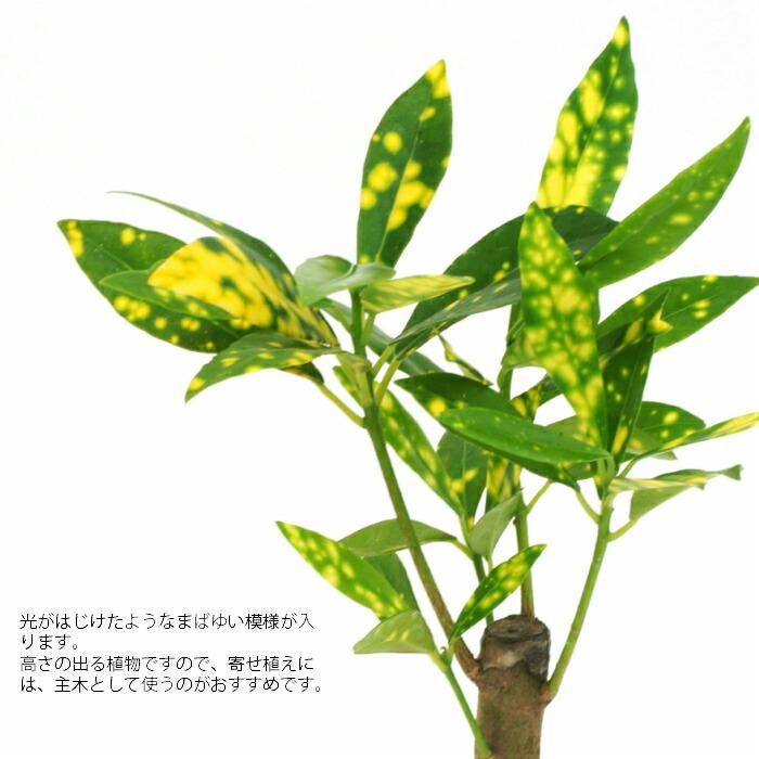 観葉植物 ハイドロカルチャー 苗 クロトン アキュビフォーリア M