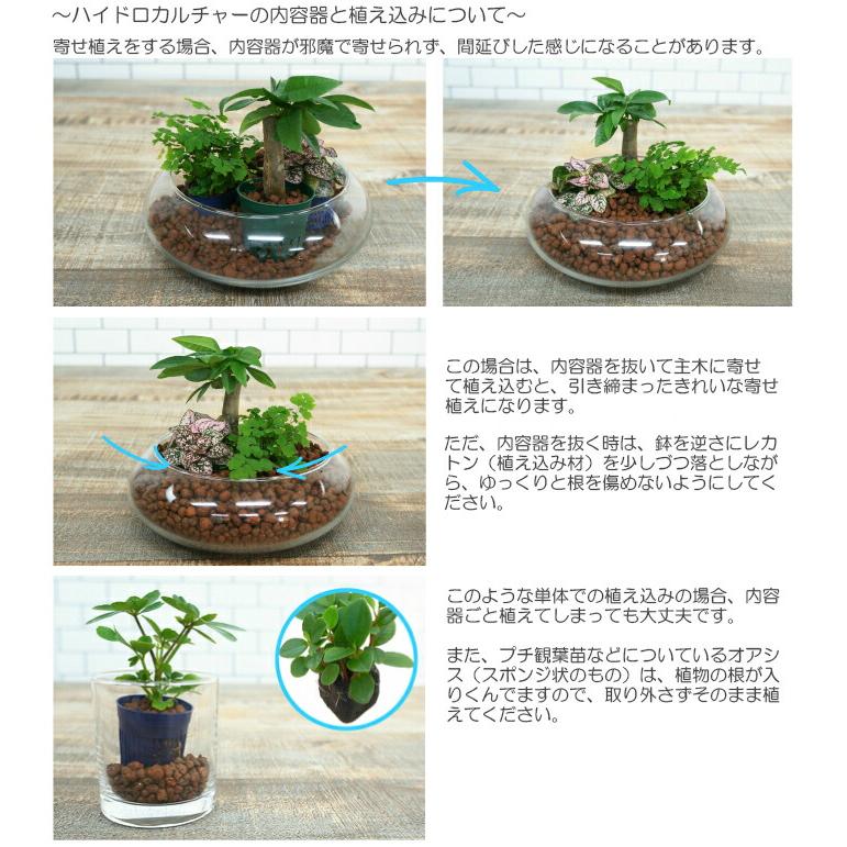 観葉植物 ハイドロカルチャー 苗 シンゴニウム ピンク Ｍサイズ 6パイ 2寸｜tanoshimidori｜04