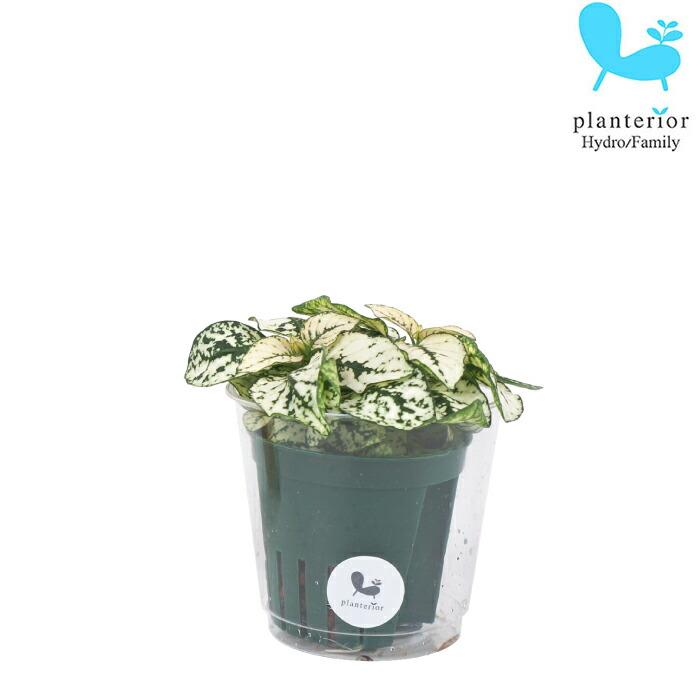 観葉植物 ハイドロカルチャー 苗 ヒポエステス ホワイト Mサイズ 6パイ 2寸 Pghe M06 095 タノシミドリ Yahoo 店 通販 Yahoo ショッピング