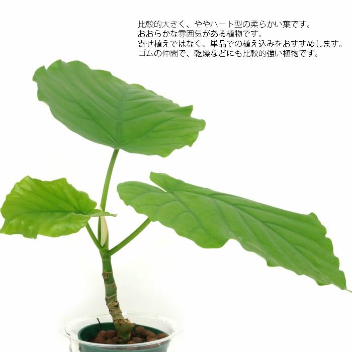 観葉植物 ハイドロカルチャー 苗 フィカス ウンベラータ ｍサイズ 6パイ 2寸 Pghe M06 104 タノシミドリ Yahoo 店 通販 Yahoo ショッピング