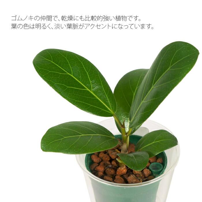 フィカス ベンガレンシス (ハイドロカルチャー) 観葉植物 ハイドロカルチャー 苗 フィカス ベンガレンシス Mサイズ 6