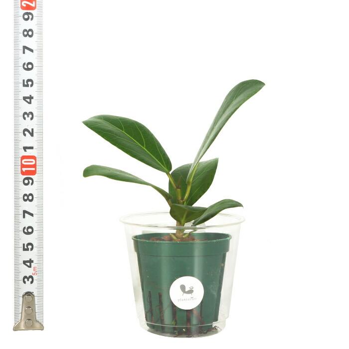 フィカス ベンガレンシス (ハイドロカルチャー) 観葉植物 ハイドロカルチャー 苗 フィカス ベンガレンシス Mサイズ 6