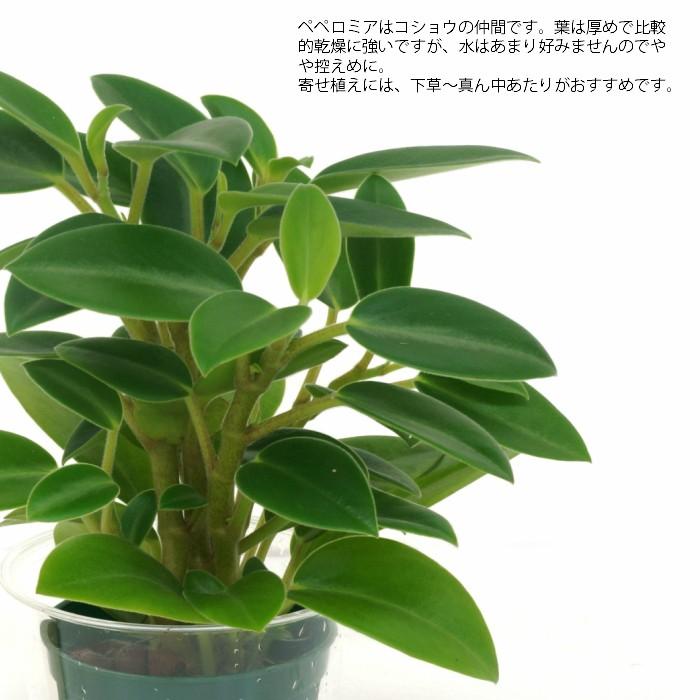 観葉植物 ハイドロカルチャー 苗 ペペロミア オルバ ｍサイズ 6パイ 2寸 Pghe M06 126 タノシミドリ Yahoo 店 通販 Yahoo ショッピング
