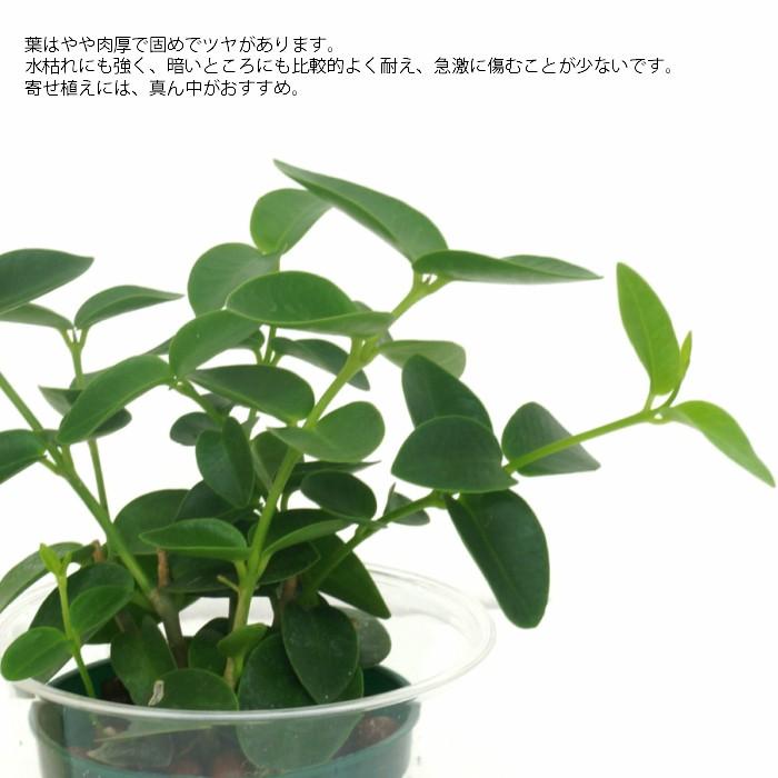 観葉植物 ハイドロカルチャー 苗 ホヤ クミギアーナ ｍサイズ 6パイ 2寸 Pghe M06 142 タノシミドリ Yahoo 店 通販 Yahoo ショッピング