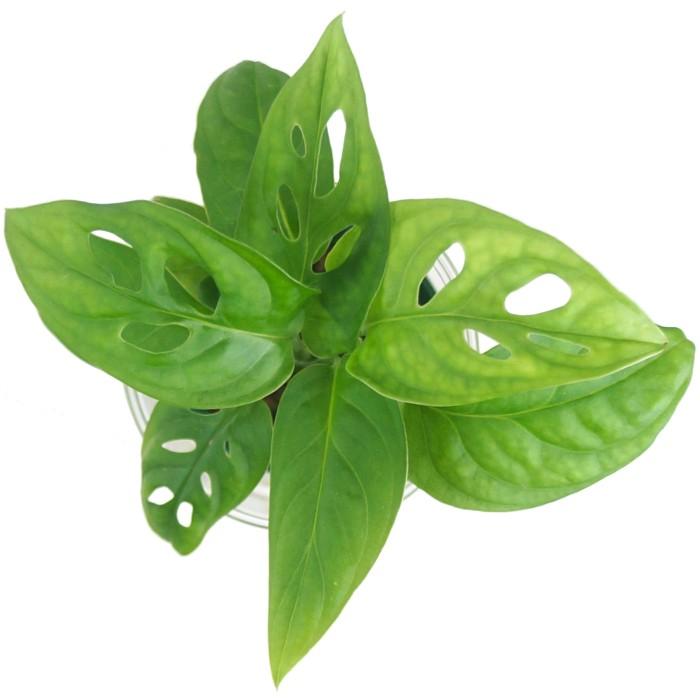 観葉植物 ハイドロカルチャー 苗 マドカズラ ｍサイズ 6パイ 2寸 Pghe M06 149 タノシミドリ Yahoo 店 通販 Yahoo ショッピング