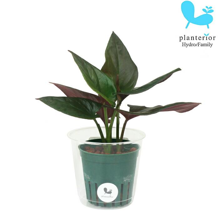 観葉植物 ハイドロカルチャー 苗 シンゴニウム ピンクチョコレート ｍサイズ 6パイ 2寸 Pghe M06 1 タノシミドリ Yahoo 店 通販 Yahoo ショッピング