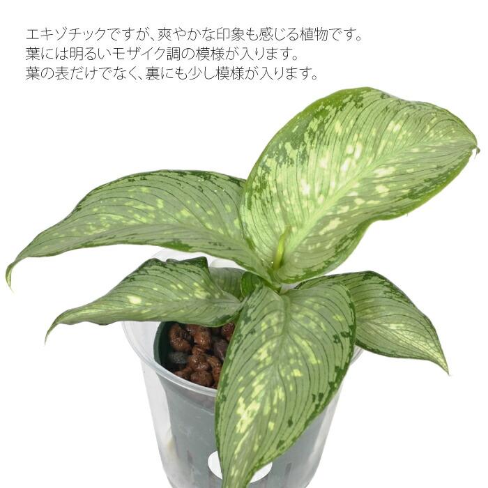 観葉植物 ハイドロカルチャー 苗 ディフェンバキア ティキ Mサイズ 6