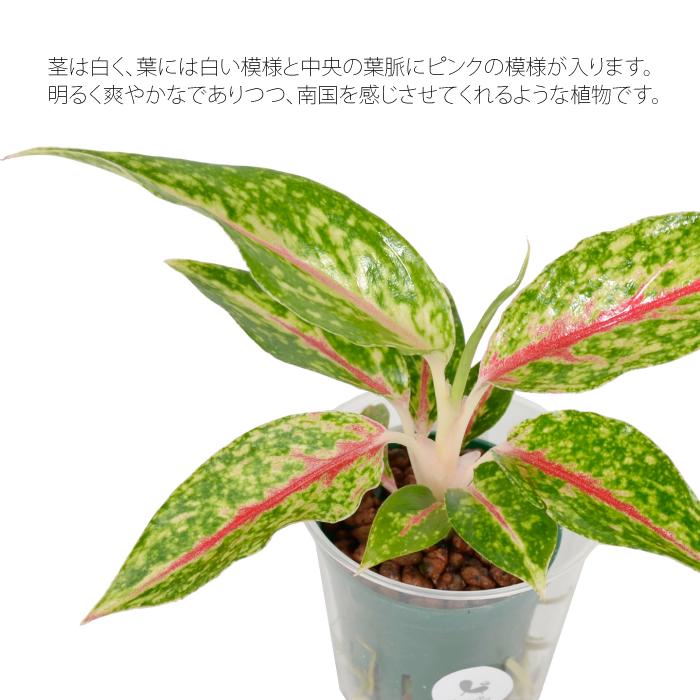 観葉植物 ハイドロカルチャー 苗 アグラオネマ ナイトスパークル