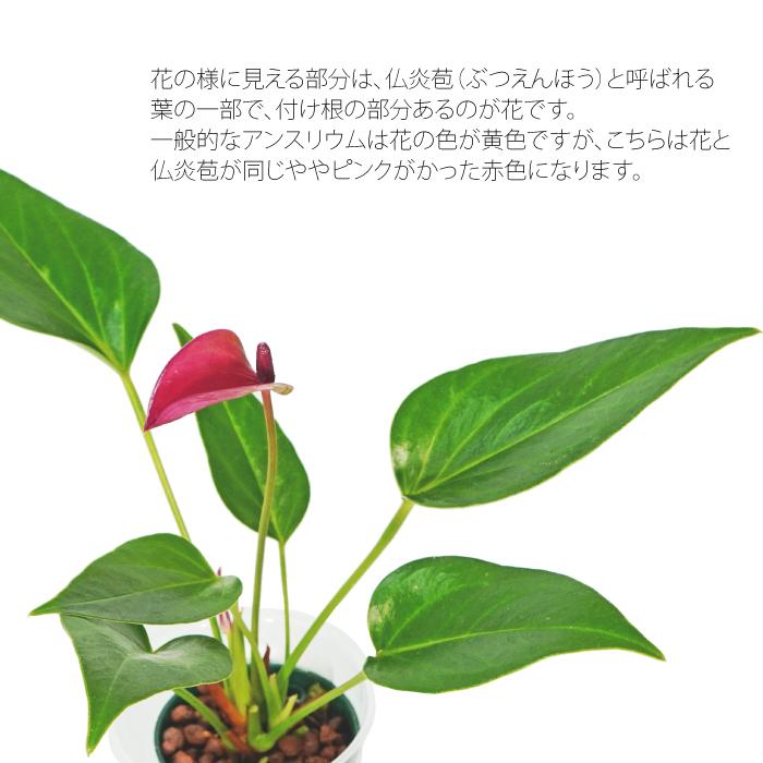 観葉植物 ハイドロカルチャー 苗 アンスリウム シラノ Ｍサイズ 6パイ 2寸｜tanoshimidori｜02