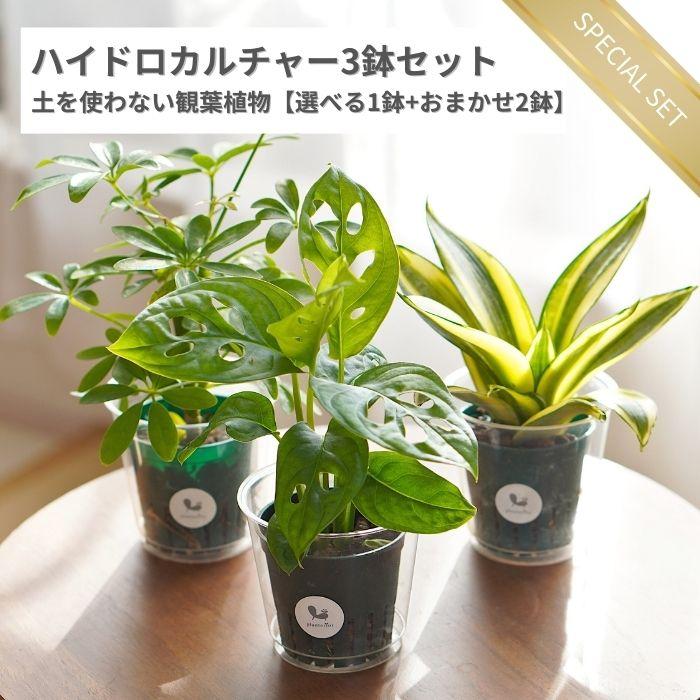 観葉植物 ハイドロカルチャー 苗 3鉢セット ハイドロポットM 6パイ 福袋 土を使わない 虫がわきにくい パキラ ガジュマル  サンスベリア 室内 農場直送（Yahoo!・タノシミドリ Yahoo!店）
