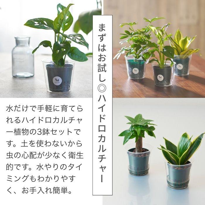 観葉植物 ハイドロカルチャー 苗 3鉢セット ハイドロポットM 6パイ