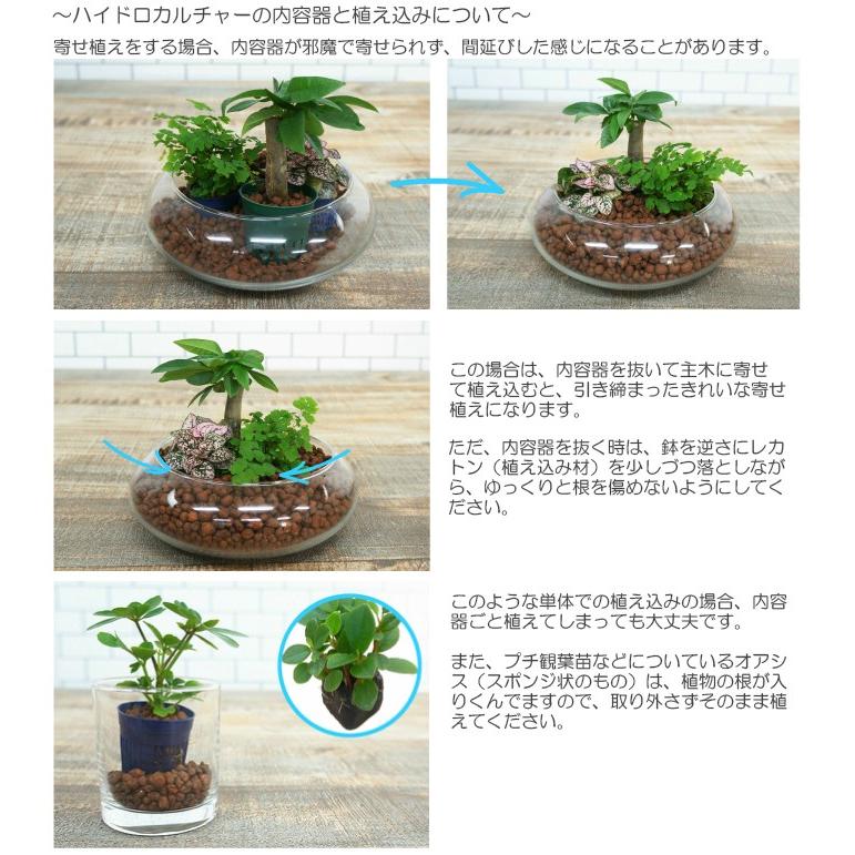 観葉植物 ハイドロカルチャー 苗 アジアンタム ｓサイズ 4 5パイ 1 5寸 Pghe S04 003 タノシミドリ Yahoo 店 通販 Yahoo ショッピング