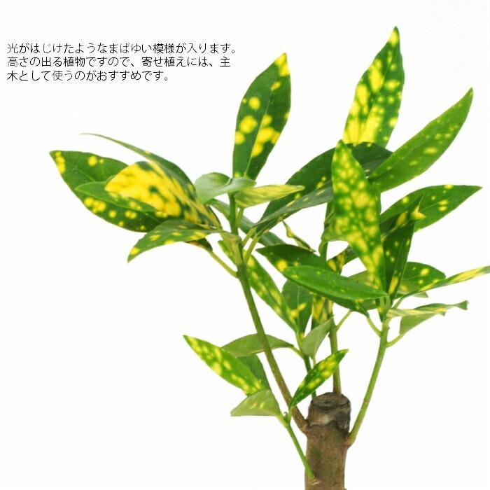 観葉植物 ハイドロカルチャー 苗 クロトン アキュビフォーリア S
