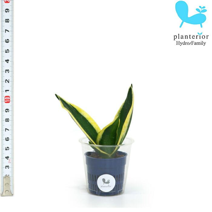 観葉植物 ハイドロカルチャー 苗 サンスベリア ハニーボニー ｓサイズ 4 5パイ 1 5寸 Pghe S04 041 タノシミドリ Yahoo 店 通販 Yahoo ショッピング