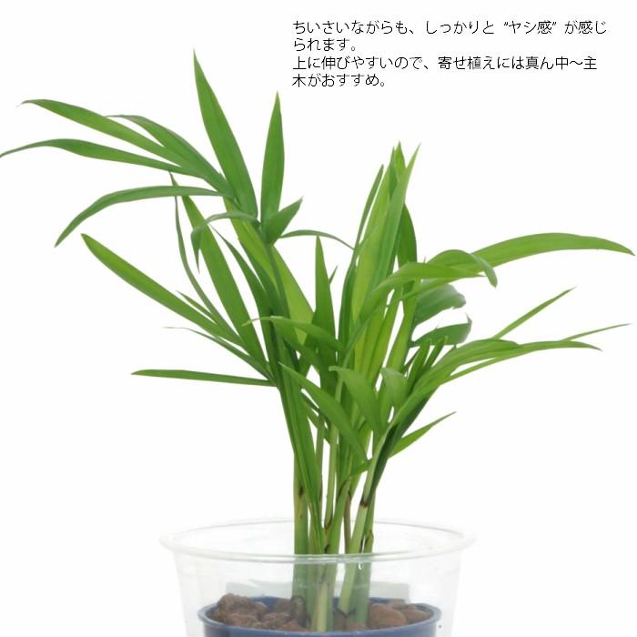 観葉植物 ハイドロカルチャー 苗 テーブルヤシ ｓサイズ 4 5パイ 1 5寸 Pghe S04 074 タノシミドリ Yahoo 店 通販 Yahoo ショッピング