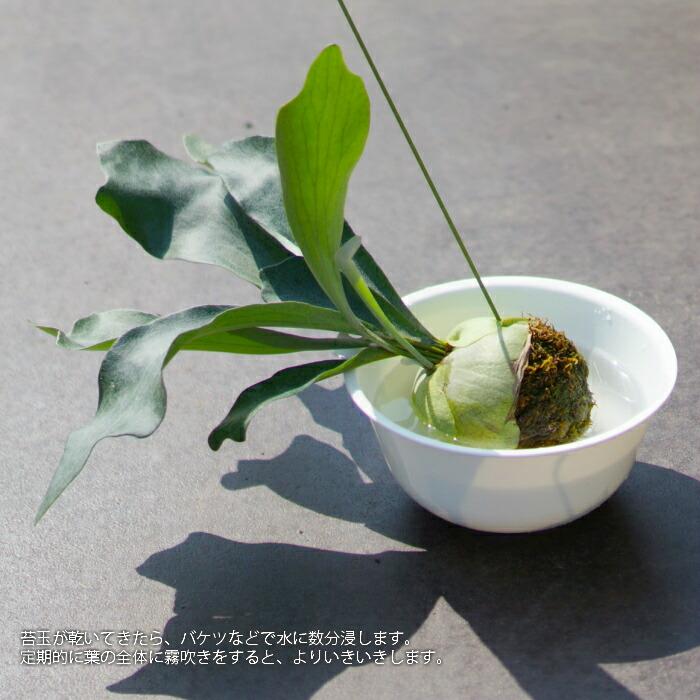 コウモリラン 苔玉 ビカクシダ レア ビザール 観葉植物 土植え