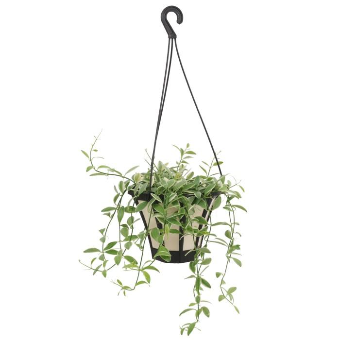 シンゴニウム ピンクチョコレート 5寸 レア ビザール 観葉植物 土植え Rareg 0040 タノシミドリ Yahoo 店 通販 Yahoo ショッピング