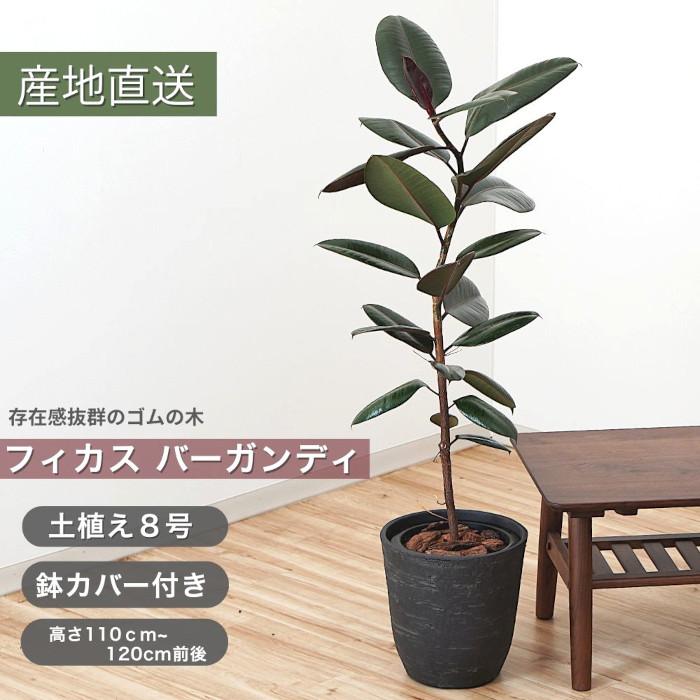 送料無料】観葉植物 フィカス バーガンディ 8号 土植え 鉢カバー 付き