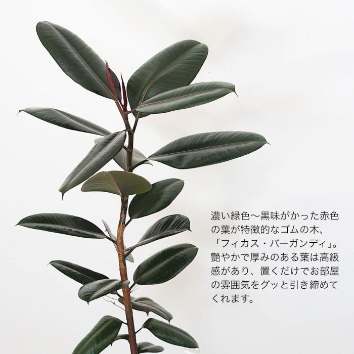 黒ゴム　８号鉢 フィカス バーガンディ 曲がり 仕立て8号 螺旋 仕立て 黒ゴム ゴムの