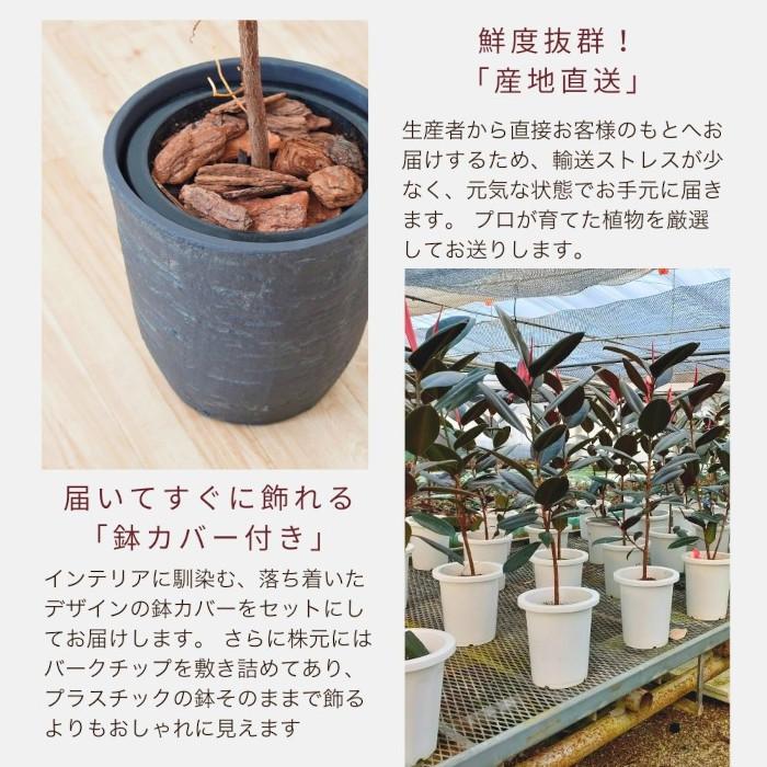 送料無料】観葉植物 フィカス バーガンディ 8号 土植え 鉢カバー 付き