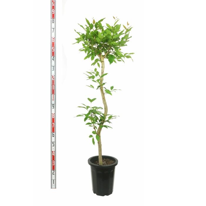 アマゾンオリーブ 10号 尺鉢 観葉植物 土植え Rareg 0048 タノシミドリ Yahoo 店 通販 Yahoo ショッピング