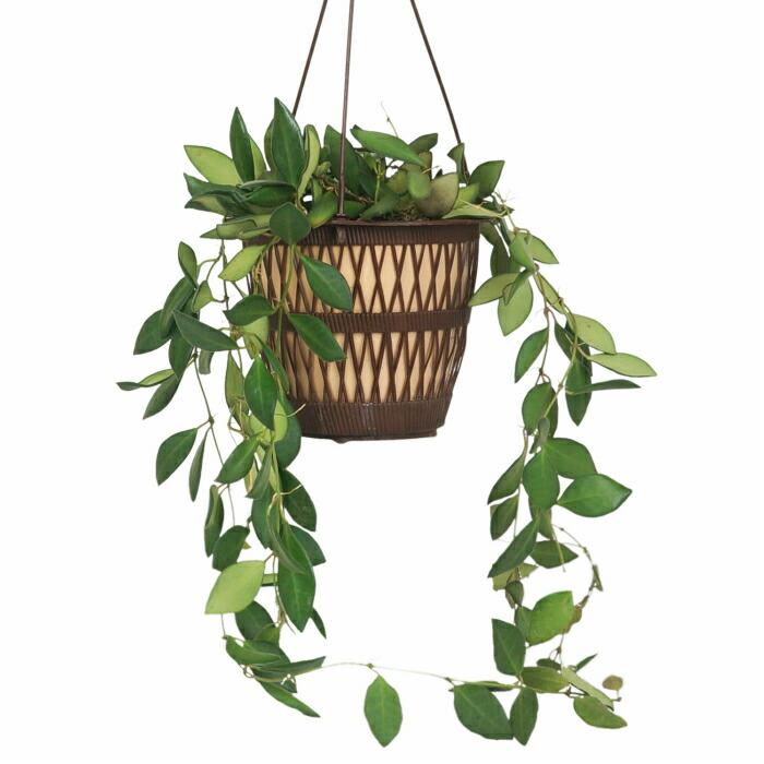 ホヤ カウダータ 5寸 レア ビザール 観葉植物 土植え Rareg 0058 タノシミドリ Yahoo 店 通販 Yahoo ショッピング