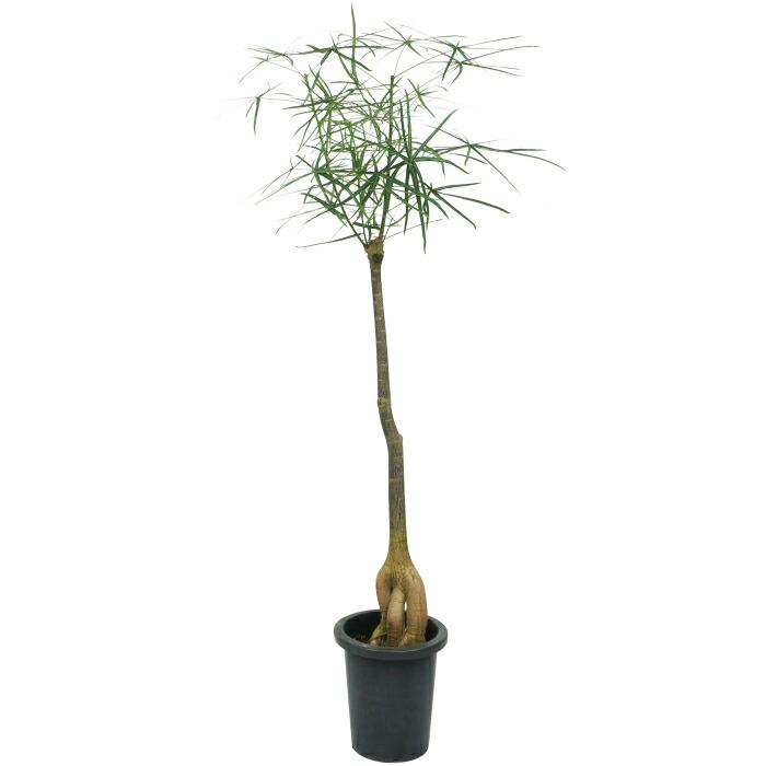 ブラキキトン ルペストリス 8寸 レア 観葉植物 土植え Www Fakfakkab Go Id