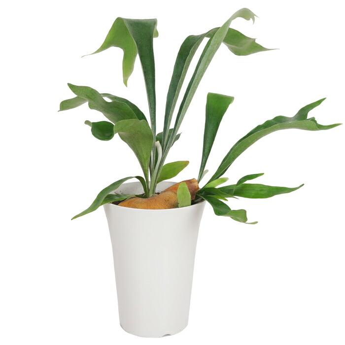 コウモリラン ビカクシダ ネザーランド 6寸 レア 観葉植物 土植え Rareg 0070 タノシミドリ Yahoo 店 通販 Yahoo ショッピング