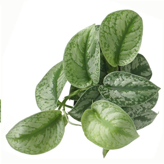 スキンダプサス トレビ― シラフカヅラ 5寸 レア 観葉植物 土植え スキンダプサス トレビ― シラフカヅラ 5寸 レア 観葉植物 土植え