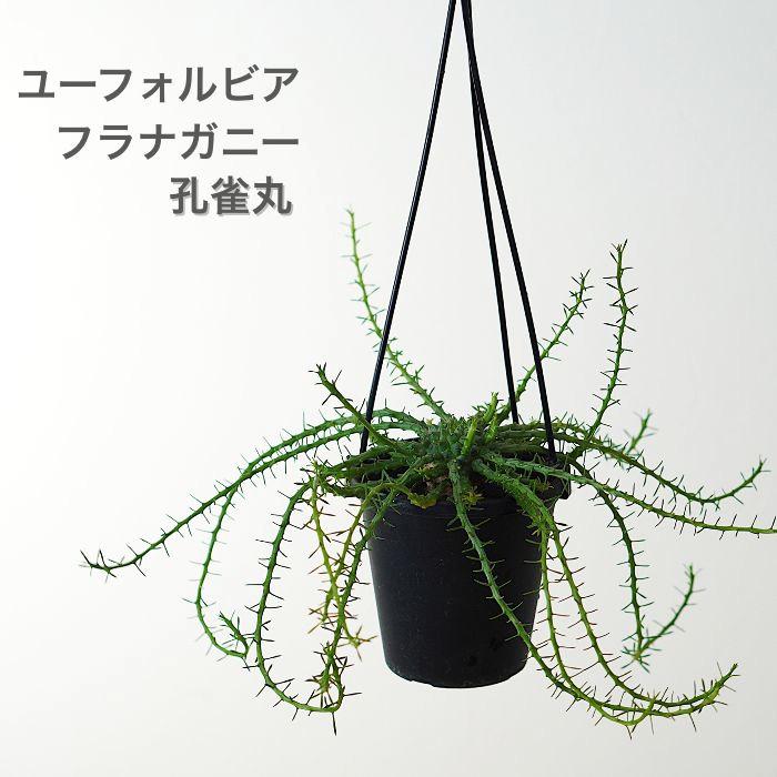 ユーフォルビア フラナガニー 3.5寸 レア 観葉植物 土植え 吊り鉢 孔雀