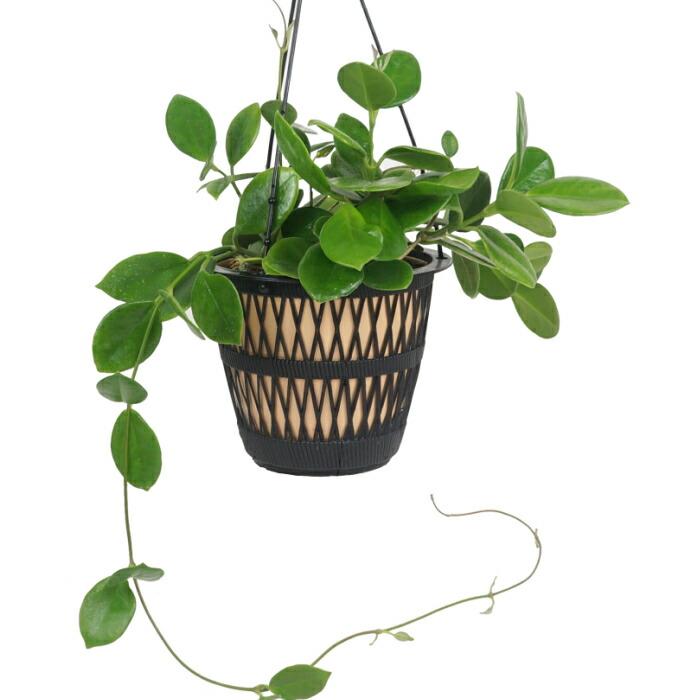 ホヤ オーストラリス 5寸 レア 観葉植物 土植え Rareg 069 タノシミドリ Yahoo 店 通販 Yahoo ショッピング