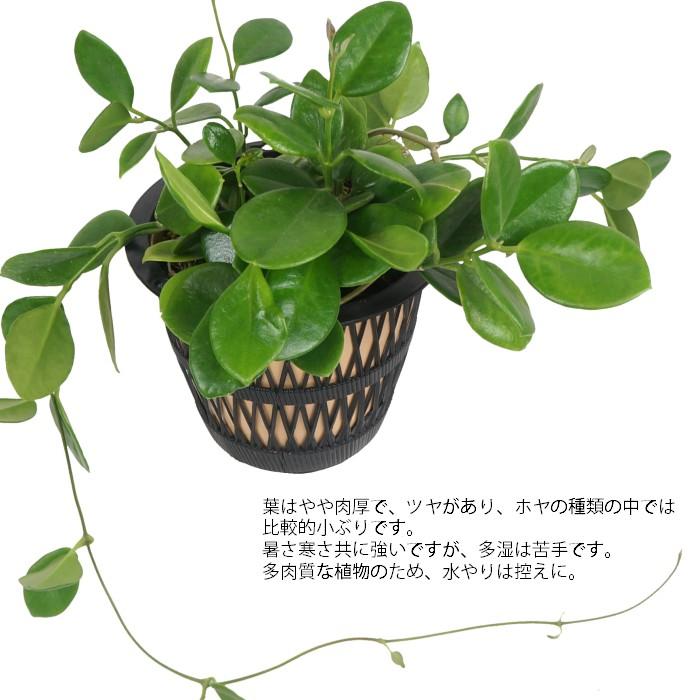 ホヤ オーストラリス 5寸 レア 観葉植物 土植え Rareg 069 タノシミドリ Yahoo 店 通販 Yahoo ショッピング