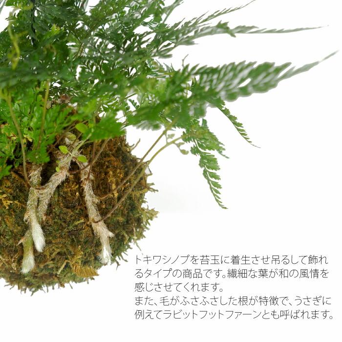 苔玉 吊りシノブ トキワシノブ 観葉植物 土植え : タノシミドリ