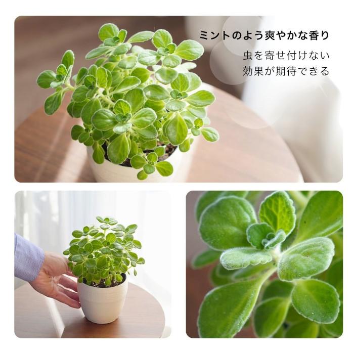 アロマティカス キューバ オレガノ 土植え 3.5号 鉢カバー 付き 観葉