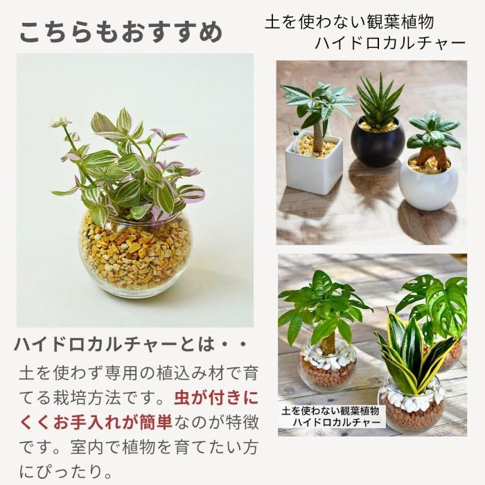 アロマティカス キューバ オレガノ 土植え 3.5号 鉢カバー 付き 観葉