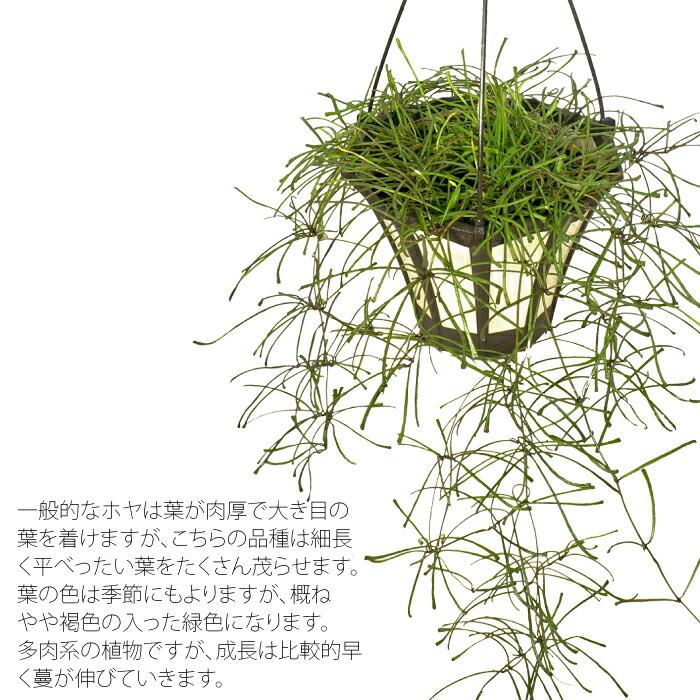 ホヤ レツーサ 5寸 吊り レア 観葉植物 土植え : タノシミドリ Yahoo