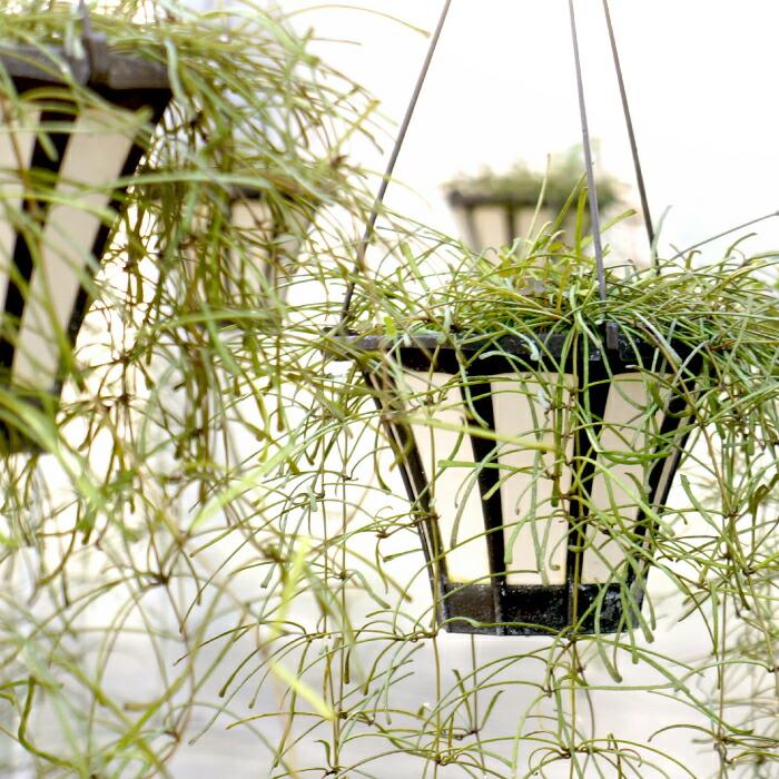 ホヤ レツーサ 5寸 吊り レア 観葉植物 土植え : タノシミドリ Yahoo
