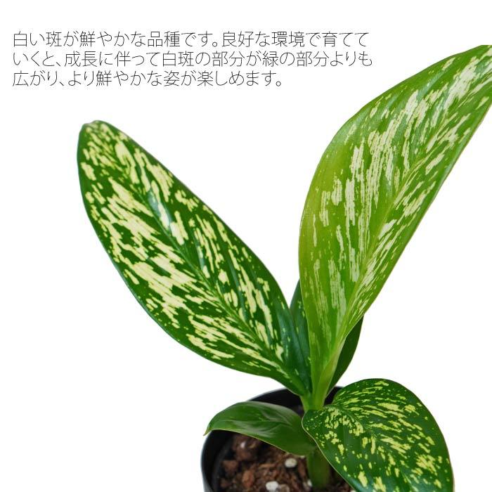 ディフェンバキア ホワイトエトナ 3.5寸 レア 観葉植物 土植え