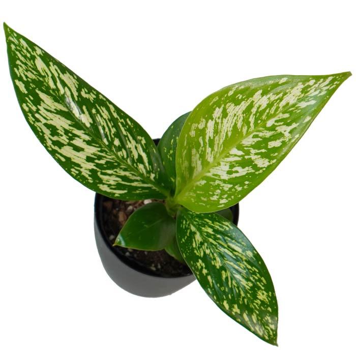 ディフェンバキア ホワイトエトナ 3.5寸 レア 観葉植物 土植え