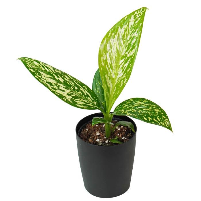 ディフェンバキア ホワイトエトナ 3.5寸 レア 観葉植物 土植え