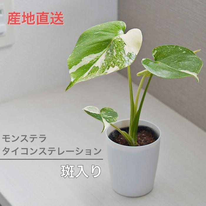 モンステラ タイコンステレーション 3.5寸 レア 観葉植物 土 植え 斑入り バリエガータ（Yahoo!・タノシミドリ Yahoo!店）