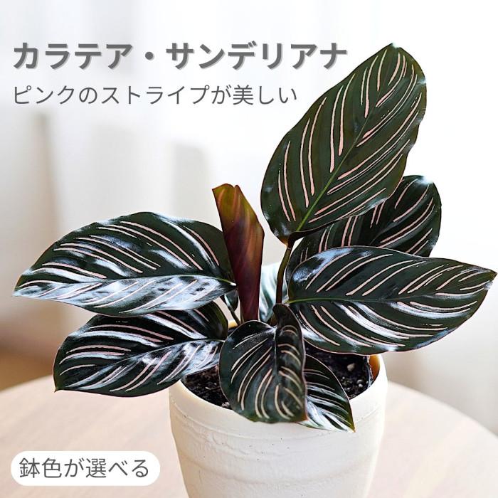 カラテア サンデリアナ 土植え 3.5号 鉢カバー 付き 観葉植物 インテリアグリーン 小さい 小型 おしゃれ サンデリアーナ