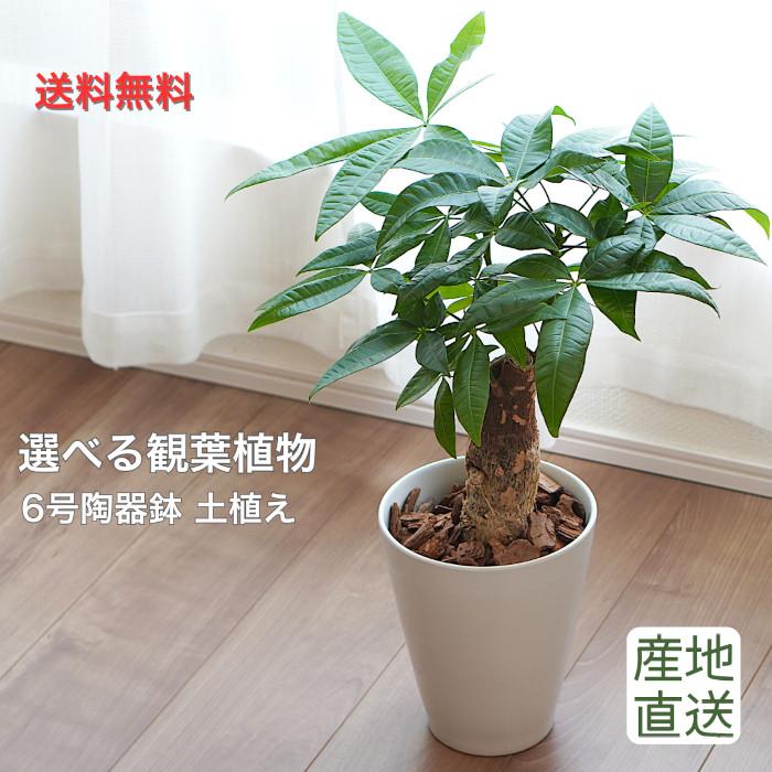 【産地直送】 選べる 観葉植物 パキラ モンステラ サンスベリア アンスリウム 白 陶器鉢植え 6号 土植え 本物 贈り物 プレゼント 祝い おしゃれ インテリア（Yahoo!・タノシミドリ Yahoo!店）
